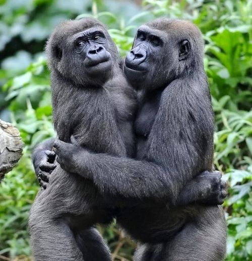 人类的近亲大猩猩如何谈恋爱？华岚博士的记录饶有情趣|故事