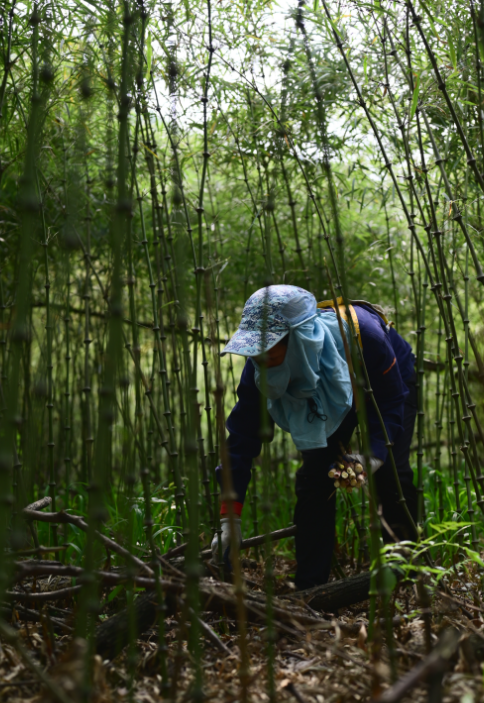 多方联手深耕产业链，良品铺子云南野山笋（筇竹笋）原料基地揭牌