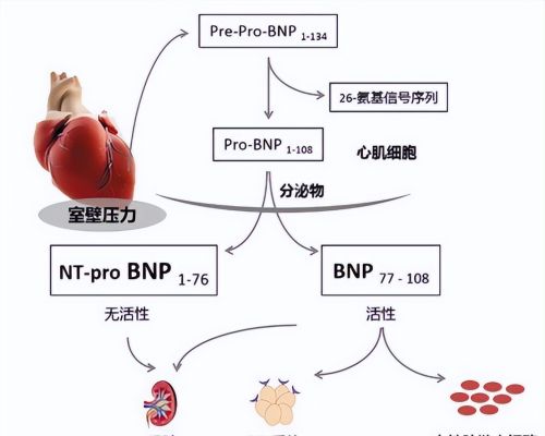 心脏好不好，化验3个指标能看出来！3类心肌标志物是哪些？