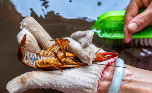 一只龙虾等于上千只寄生虫！现在正是吃龙虾的季节，千万别大意
