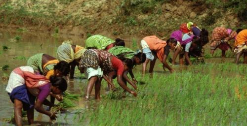 同是14亿人口大国，比起中国，印度为何无惧粮食危机疯狂出口？