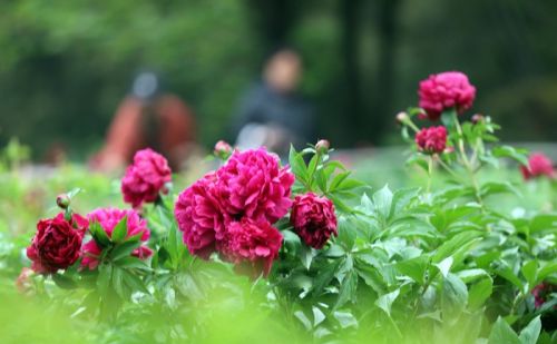 济南泉城公园芍药花绽放