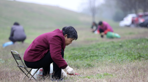 60岁大娘因为吃野菜住院，春天吃这6种野菜要谨慎，很多人还当宝