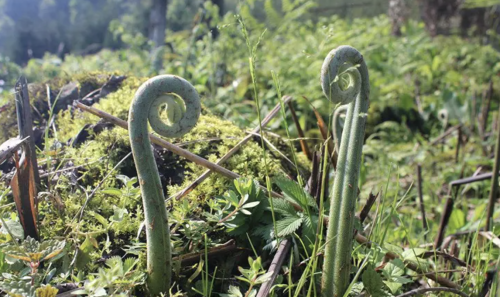 60岁大娘因为吃野菜住院，春天吃这6种野菜要谨慎，很多人还当宝