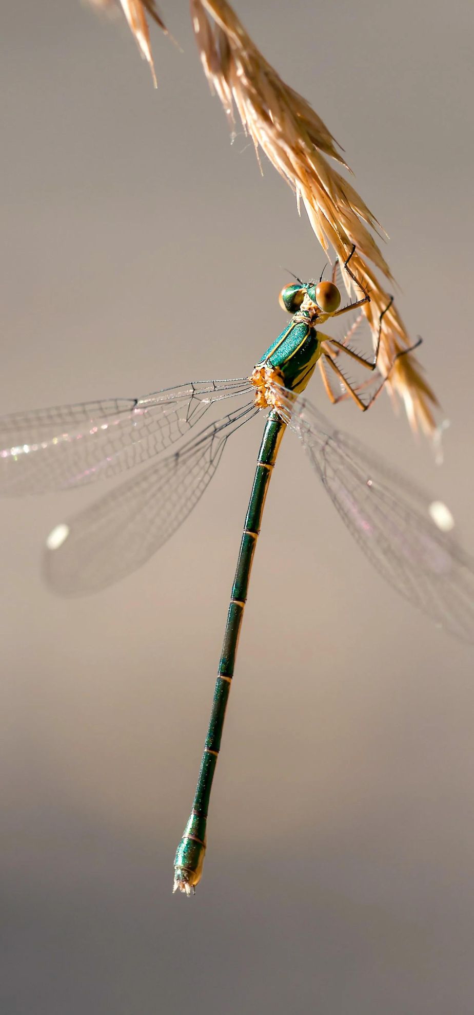 神奇昆虫的秘密世界：微距下的昆虫摄影艺术
