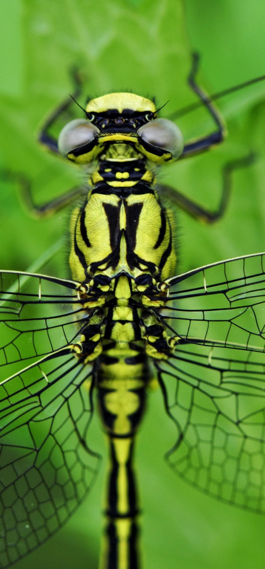 神奇昆虫的秘密世界：微距下的昆虫摄影艺术