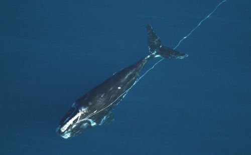 惨！一头鲸鱼被绳索缠住，5个月后才死，却没有鲸落