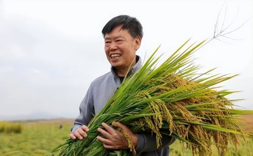 朱有勇之功堪比袁隆平，水稻上山是千秋伟业！却被骂劳民伤财？