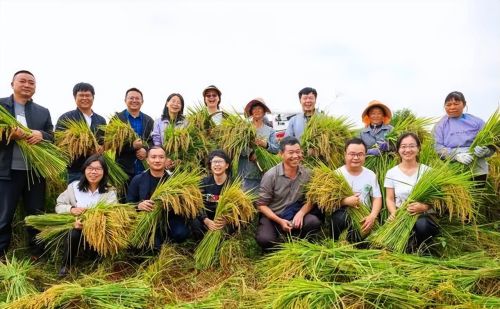 朱有勇之功堪比袁隆平，水稻上山是千秋伟业！却被骂劳民伤财？