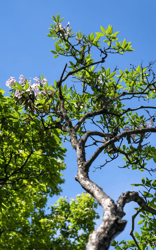 长在树上的杜鹃花，浙江小城独有，每年五月开花吸引大量游客前往