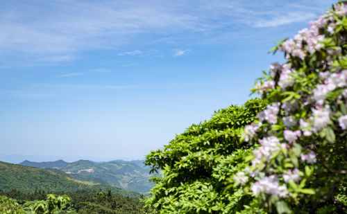 长在树上的杜鹃花，浙江小城独有，每年五月开花吸引大量游客前往