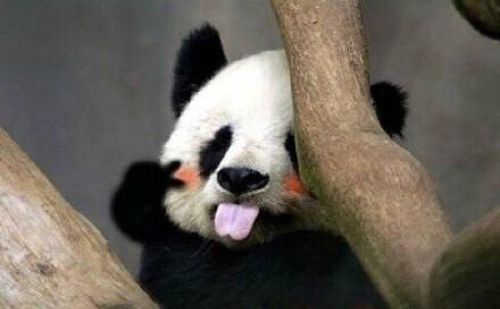 为啥中国喜欢搞熊猫外交，将大熊猫租至外国？老外真喜欢大熊猫吗