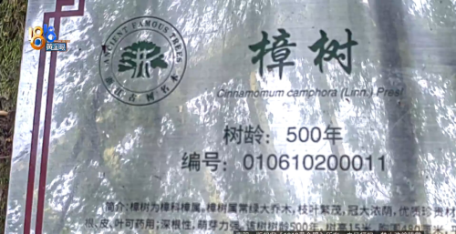 500多岁香樟树，都说很可惜