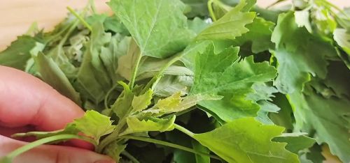 4月最该吃的野菜，不是香椿荠菜，隔天吃1次，清热解毒，抗感染