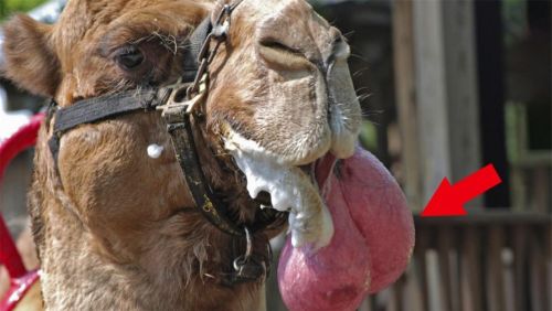 千万憋住别笑！雄骆驼发情时，嘴里吐出的粉红“逗她”是什么？