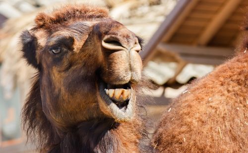 千万憋住别笑！雄骆驼发情时，嘴里吐出的粉红“逗她”是什么？