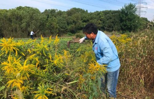 加拿大一枝黄花多难缠，为啥河南湖北都爆发！它是如何来我国的？