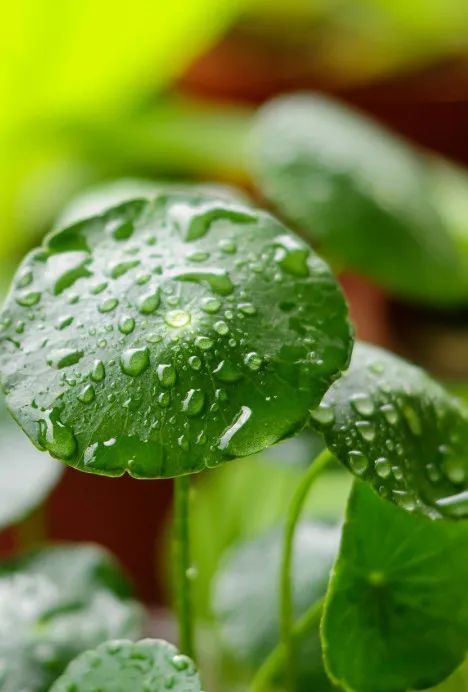 今日谷雨：雨生百谷芳菲暖，云烟轻卷草木摇