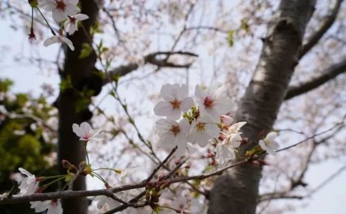 学会这份樱花拍摄技巧，你也能拍好樱花