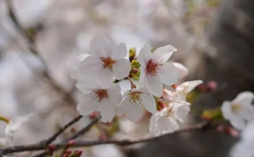 学会这份樱花拍摄技巧，你也能拍好樱花