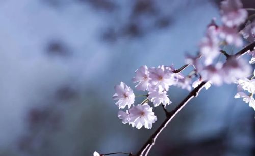 学会这份樱花拍摄技巧，你也能拍好樱花