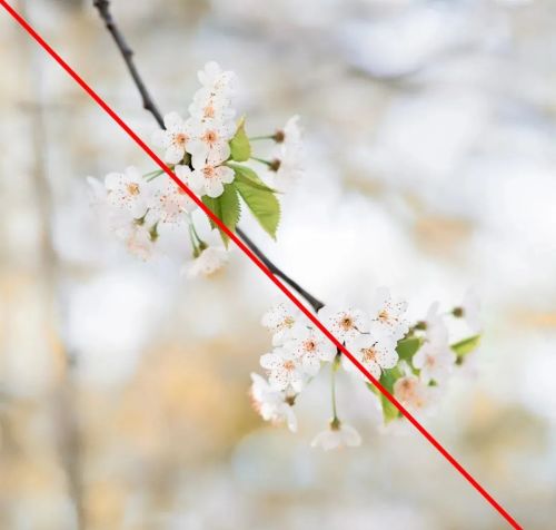 学会这份樱花拍摄技巧，你也能拍好樱花