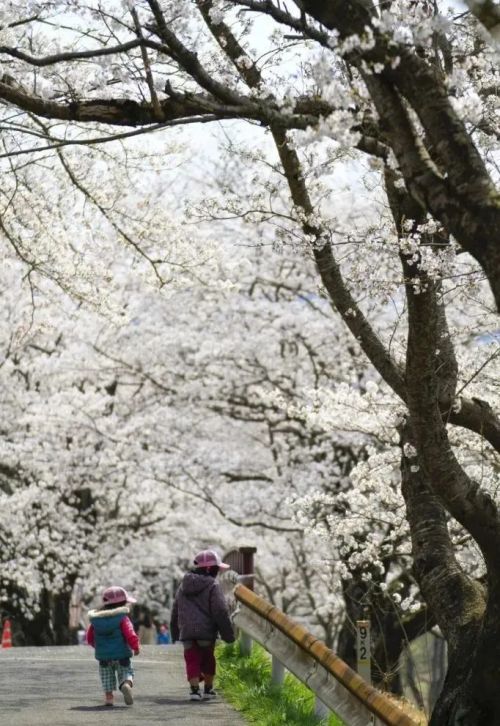 学会这份樱花拍摄技巧，你也能拍好樱花