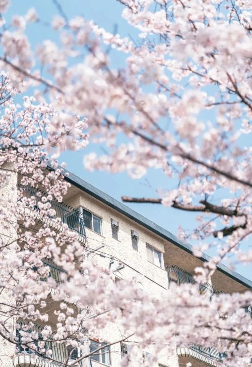 学会这份樱花拍摄技巧，你也能拍好樱花