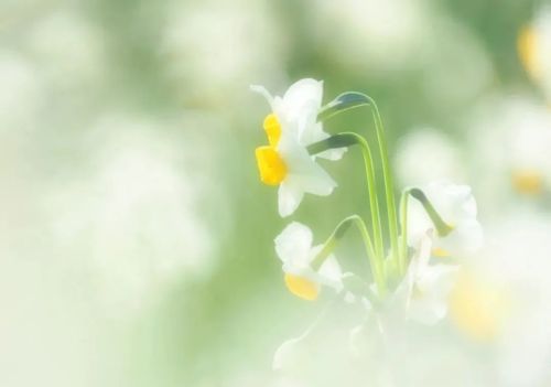 光影下的水仙花，实在太美