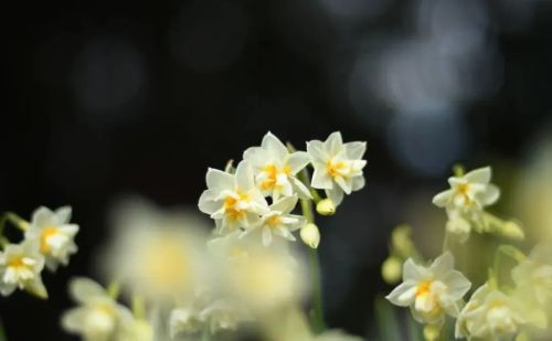 光影下的水仙花，实在太美