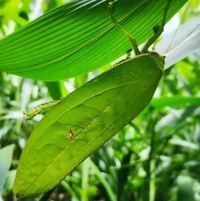 云南大学生在宿舍发现的巨拟叶螽到底是一种怎样的昆虫？