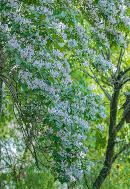 晚春初夏，束河楸木花开，来赏花！