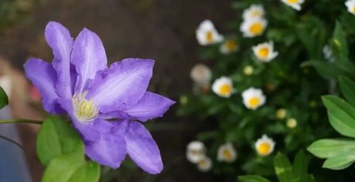 花情预告|春天如此多娇，瘦西湖铁线莲展上线啦！