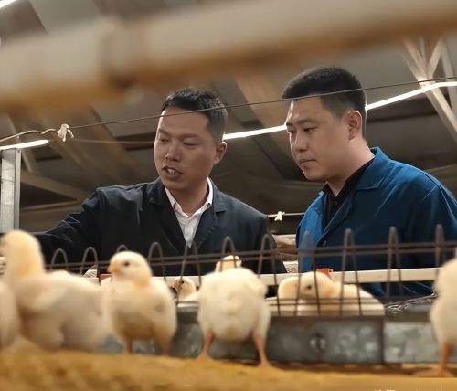 黑龙江鸡王的创业梦，为一千只东北虎送餐，庖丁解鸡成亿万产业