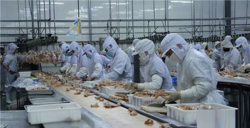 黑龙江鸡王的创业梦，为一千只东北虎送餐，庖丁解鸡成亿万产业