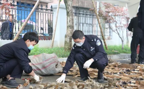 青海高原的偷猎者，捕杀金雕制作标本，一个黑手大佬是如何覆灭的