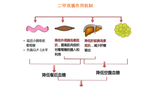 二甲双胍，6块钱的和30块钱的该怎么选？一文告诉你，不花冤枉钱