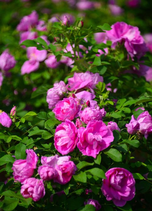 美翻了！藏在济南市区的这片玫瑰花海惊艳盛开，快来与浪漫撞个满怀~