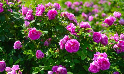 美翻了！藏在济南市区的这片玫瑰花海惊艳盛开，快来与浪漫撞个满怀~