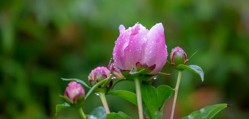 5月“花神”芍药登场！济南这里的芍药即将迎来最佳观赏期，太惊艳啦！