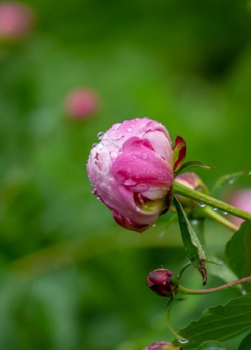 5月“花神”芍药登场！济南这里的芍药即将迎来最佳观赏期，太惊艳啦！