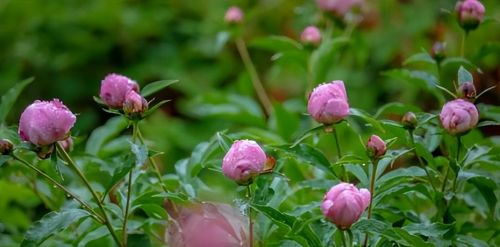 5月“花神”芍药登场！济南这里的芍药即将迎来最佳观赏期，太惊艳啦！