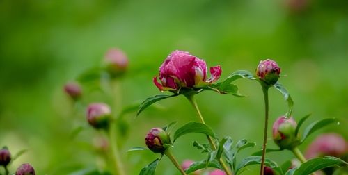 5月“花神”芍药登场！济南这里的芍药即将迎来最佳观赏期，太惊艳啦！