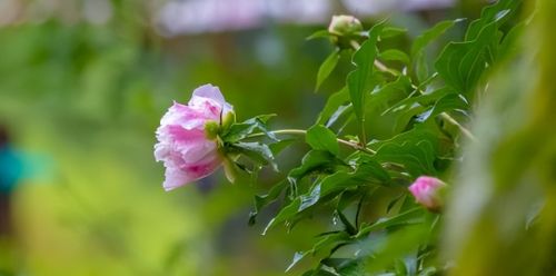 5月“花神”芍药登场！济南这里的芍药即将迎来最佳观赏期，太惊艳啦！