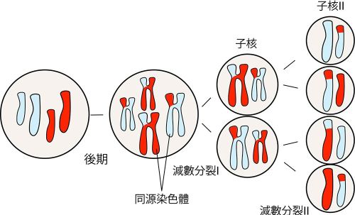 人类的寿命会持续增长吗？遗传物质隐藏寿命奥秘，揭秘生命规律