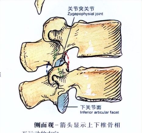 万能腰痛法：腰部六点法与其原理剖析