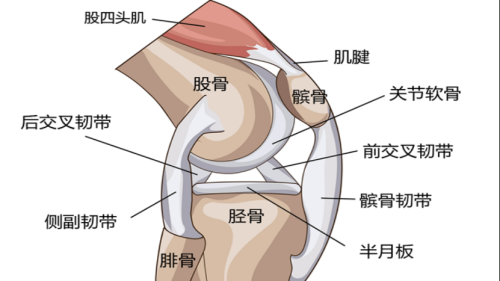 人未老膝先衰，关节损伤是“谁”的错？这些原因要搞清楚