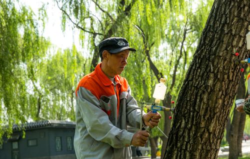 北京柳树花絮漫天飞，如何减少吸入花絮？提醒：做好这4点防护