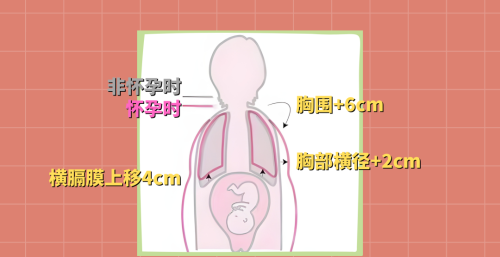 一眼就能看出是否生过娃？五张图告诉你，为啥怀孕后身材会走样