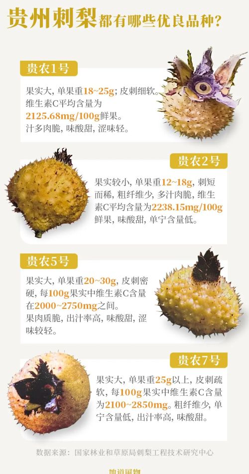 隐藏的水果界“维C之王”，贵州刺梨有多猛？